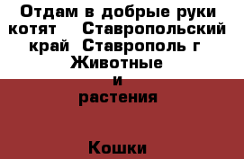 Отдам в добрые руки котят! - Ставропольский край, Ставрополь г. Животные и растения » Кошки   